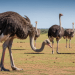 Czy strusie chowają głowy w piasek?