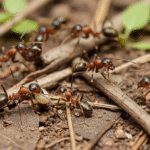 Ile waży mrówka i ile może podnieść?