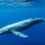 Ile waży płetwal błękitny