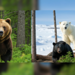 Ile waży niedźwiedź? Wszystkie gatunki i ich waga