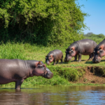 Ile waży hipopotam? Wszystkie gatunki i ich waga