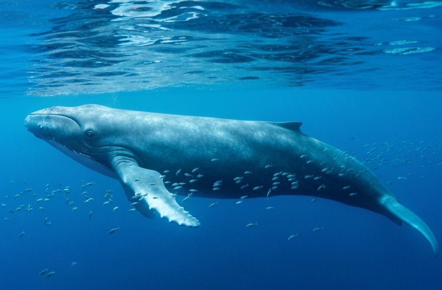 Ile waży wieloryb? Wszystkie gatunki i ich waga